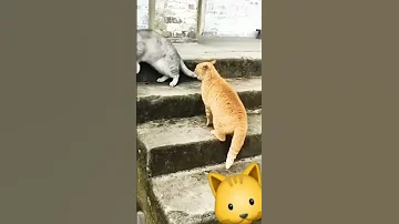حرب قطط الشوارع Fight Cat قطتي Cat Youtubeshorts 