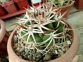 Gymnocalycium 🌵. Какие гимнокалициумы живут у меня?😊