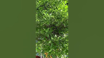 Northern Mockingbird in Nest