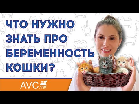 Видео: Уход за беременной кошкой - Ежедневный ветеринар