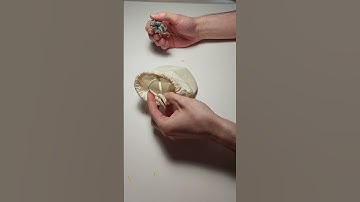 What to do when your intellect devourer misbehaves