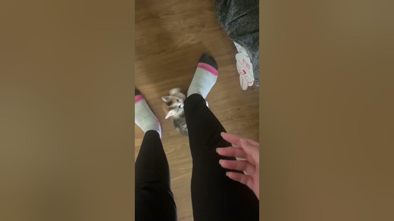 Our Kitten is Climbing my Leg shorts YouTube