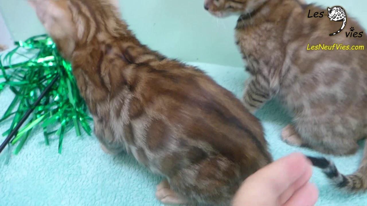 Voyou A 2 Mois Chat Bengal