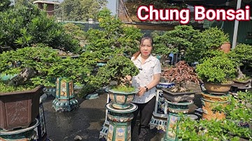 Đã mắt ngắm nhìn những tác phẩm Bonsai tuyệt đẹp vườn Bé Chung ở Dĩ An Bình Dương
