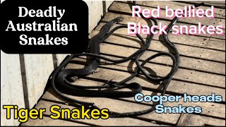 DEADLY Australian SNAKES by Tel the Hiker 2,116 views 4 months ago 2 minutes, 35 seconds