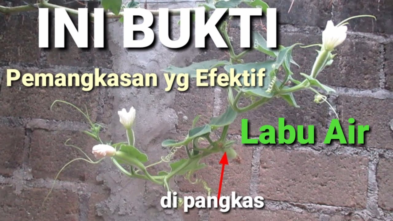 cara pemangkasan tunas yg efektif labu air