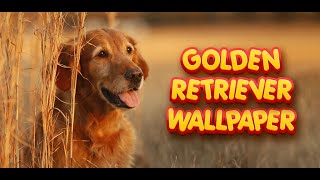 Golden Retriever Wallpaper screenshot 4