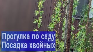 Обзор сада после заморозков/Посадка растений/Последствия заморозков