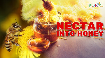 How Bees turn Nectar into Honey || NECTAR INTO HONEY || Science: #nectar #honey #pollen #plufo #kids