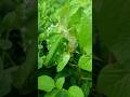 chidiya ghar #you tube#new #shorts video status