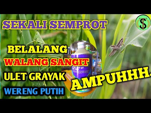 Video: Bisakah Anda menyemprot untuk belalang?