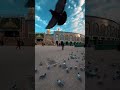 Labaik Ya Hussain, Labaik Ya Imam (as) #karbala #highlights