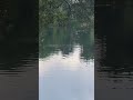Farlows Lake Carp Fizzing