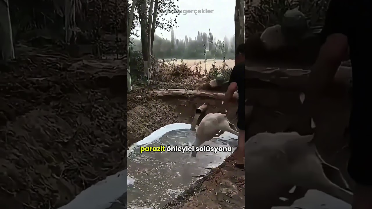 Koyunları Bu Tanka Neden Atıyorlar?🐑