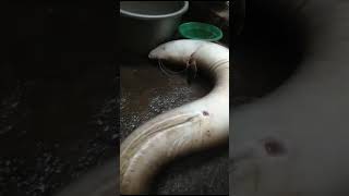 Raja sidat terbesar dunia #shorts