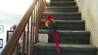 Bandit the Scarlet Macaw's Adventures Feb 2016 part 4