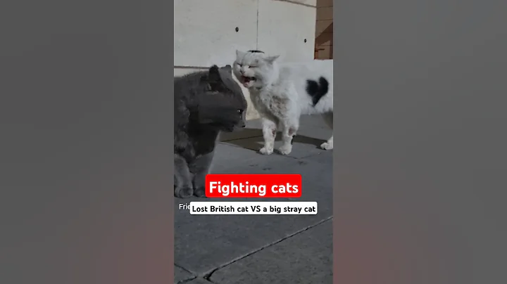 Video 6923611: big british cat, fight catfight, stray cat, cat kittycat, straycats