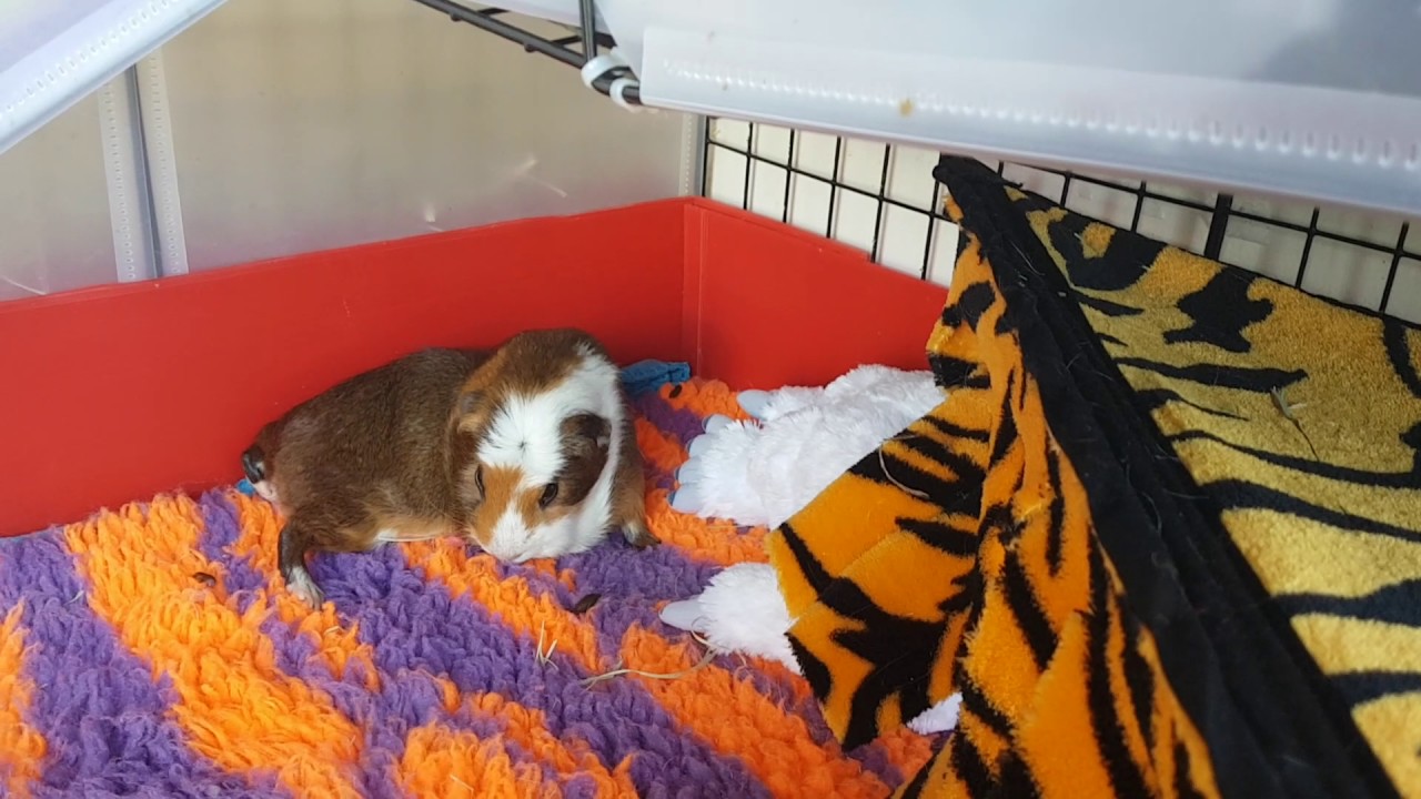 Wig wig the guinea pig in all his glory YouTube