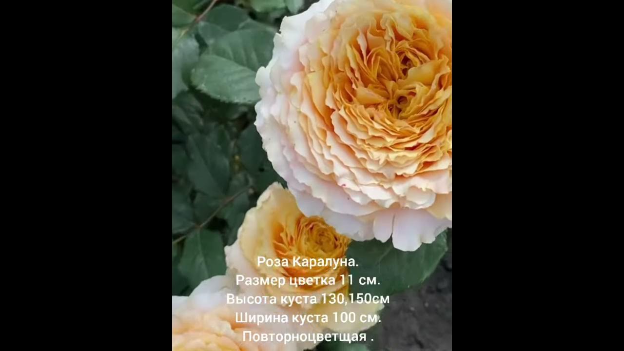 Цветение розы Каралуна(Rose Caraluna)Остин,Великобритания - YouTube