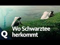 Schwarzer Tee: So wichtig ist das Anbaugebiet | Quarks