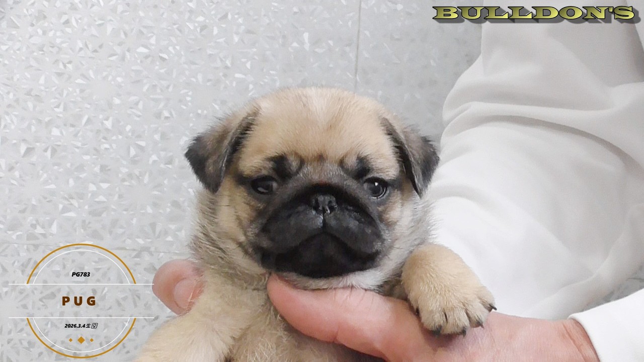 ☆パグ☆子犬☆ーブサカワ専門犬舎ーBULLDON'S - YouTube