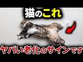 【手遅れになる前に…】猫の老化初期に出る行動7選