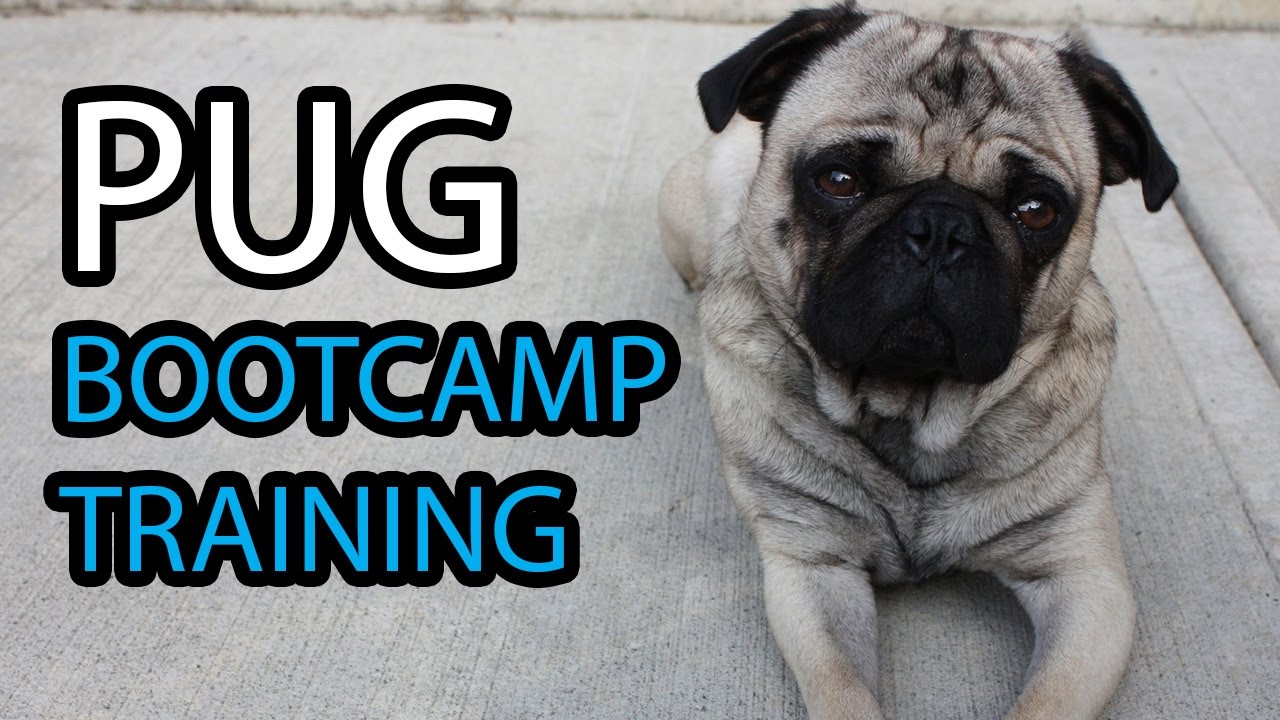 Pug Bootcamp Residential Puppy Training G3 Dogs YouTube