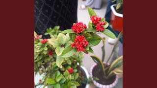 Download Lagu Sebelum Aku Berkata Jujur MP3