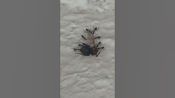 There is strength in unity💪 #music #song #automobile #nature #horrorfilm #insects #unity #shorts