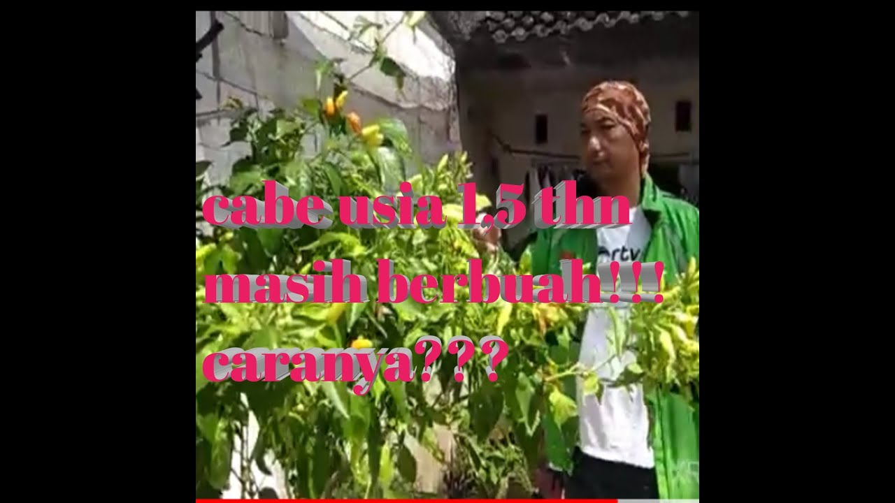 Tanaman cabe dalam pot.masih produktif di usia 1,5 thn 