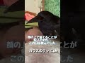 枕元にカラスのラビちゃん2022/7/25撮影