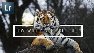 How would you edit this Tiger? | Wildlife edition | Adobe Lightroom CC Tutorial | Part 2 screenshot 4