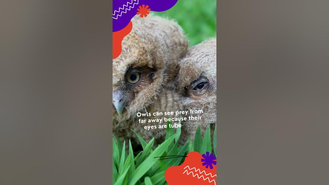 12 Fascinating Fun Facts About Owls (part 2) YouTube