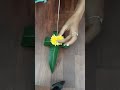 Mango Leaves Flower Decoration Ideas Leaf Decoration Ideas For Varalakshmi Toran Making At Home