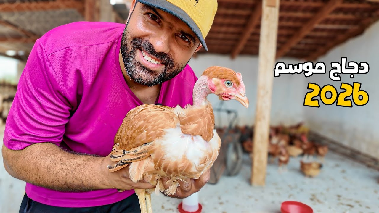 كيف تبدأ مشروع الدجاج 2026 🐓 خطة عملية للربح والتطوير