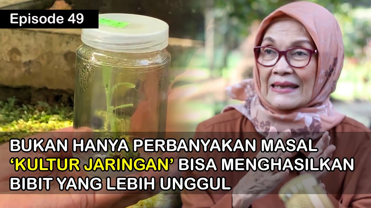 Perbaikan dan  Perbanyakan Tanaman dengan Kultur Jaringan