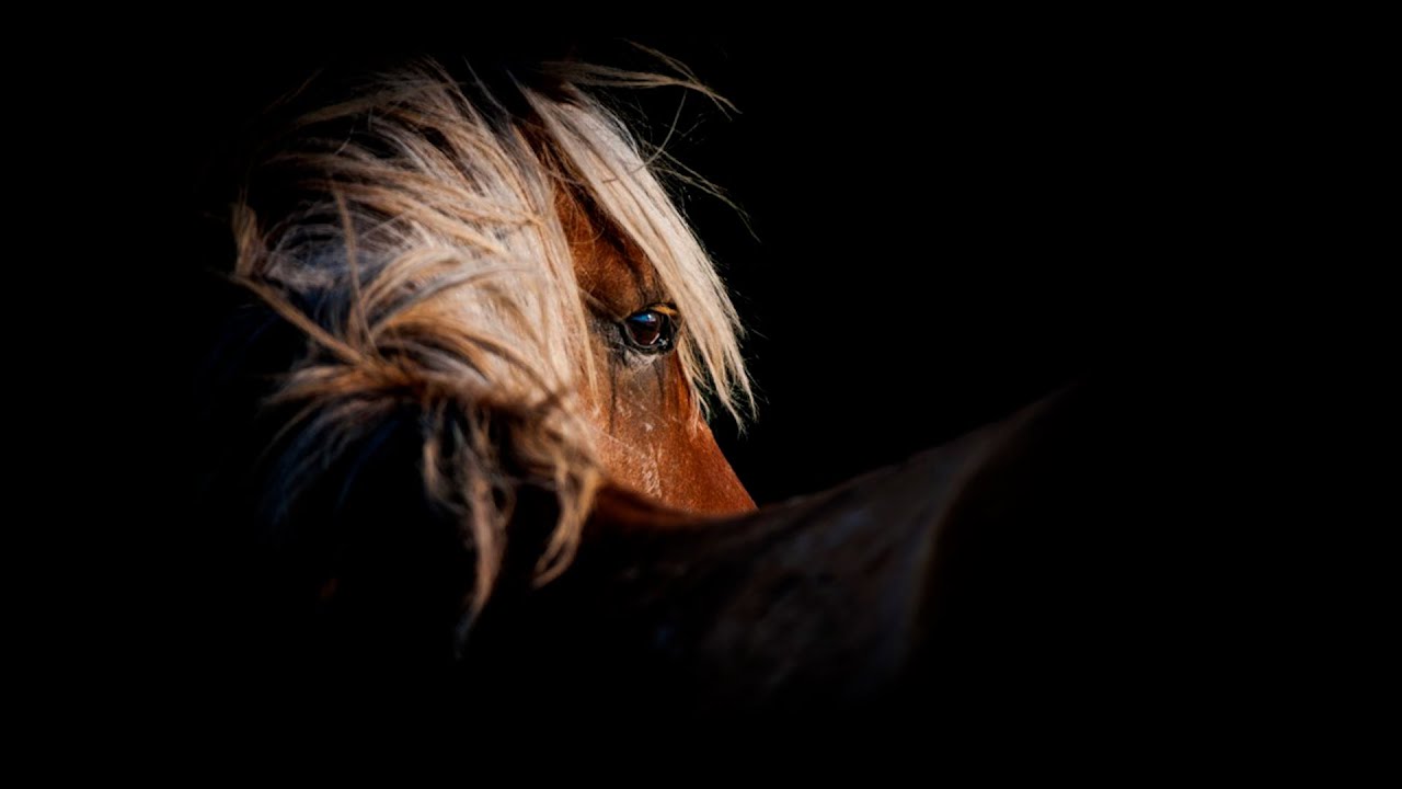 17 wild horses found shot dead in B.C. were scattered over vast area