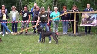 Aventador Kmks Rocky Balboa. Tom Garners Den Cup 2019