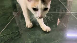 cute cat vido #youtubetrending #youtubefeeds by Vishvasichalum illenkilum 2 views 11 days ago 17 seconds