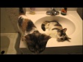 Life with Kitties Vlog: August 2012 - Kitties in the Sink