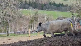 Gallowayhof-Senn #bauer #bio #rinder #landwirte #kuh #food #galloway #beef #happybeef