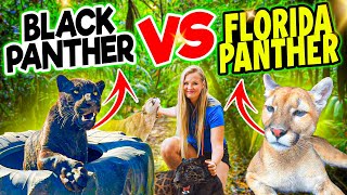 BLACK PANTHER vs FLORIDA PANTHER… WHAT’S The DIFFERENCE?!
