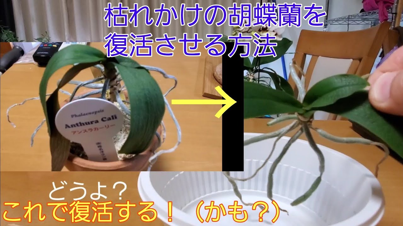 弱った胡蝶蘭はこうすれば復活する かも Youtube