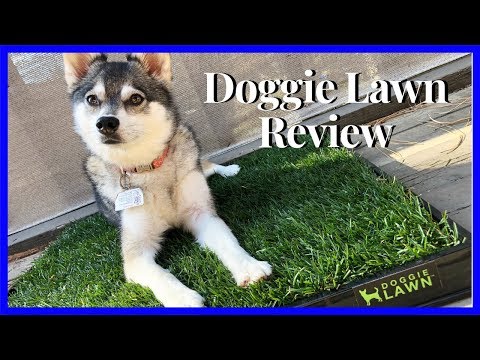 doggie-lawn-review-|-potty-lawn-subscription