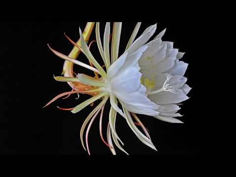 Blooming Epiphyllum Oxypetalum Time Lapse