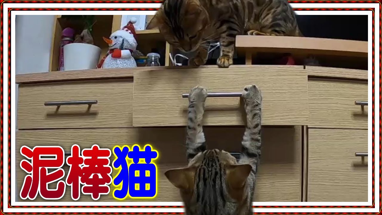 泥棒猫】連携プレーでお宝ゲット!最近タンスの引き出しが開きっ