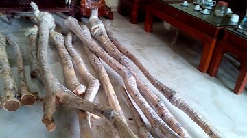 Cận cảnh gỗ sưa 15 năm tuổi