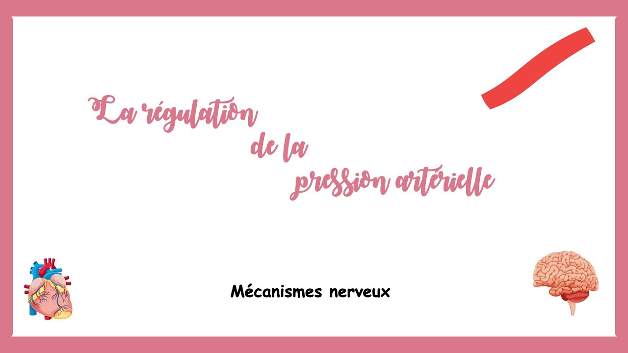 Régulation de la pression artérielle: mécanisme nerveux-Système cardiovasculaire.