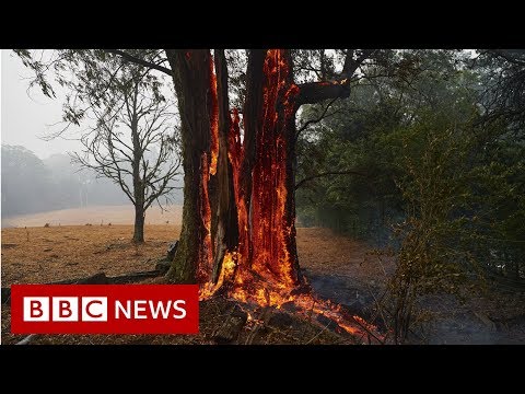 Australia fires: The animals struggling in the crisis  - BBC News