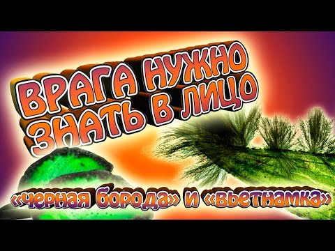 Видео: Как да премахнете противник